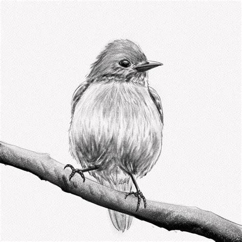bird pictures to draw